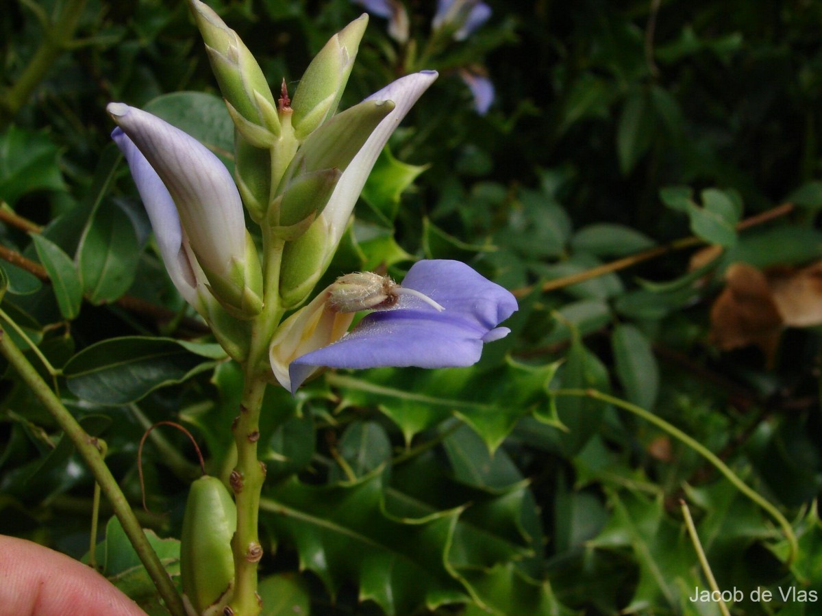 Acanthus ilicifolius L.